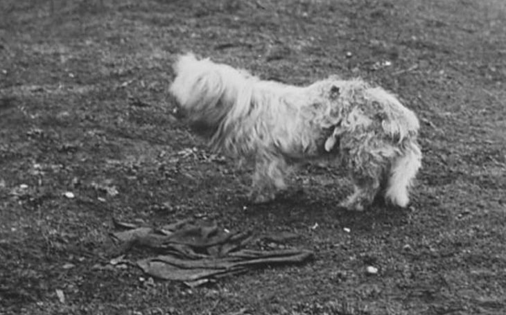 Salish Wool Dog photo thumbnail 2