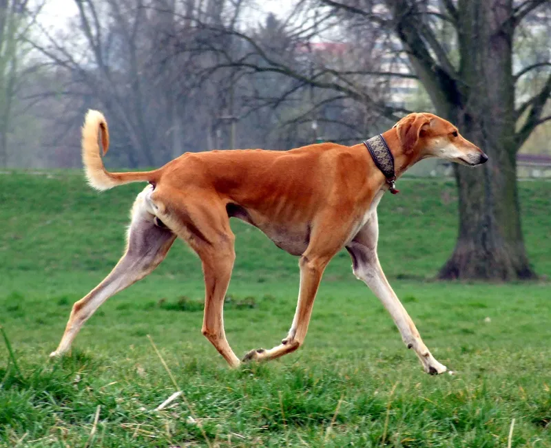 Saluki - Image 1