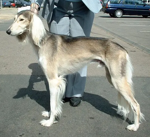 Saluki photo thumbnail 2