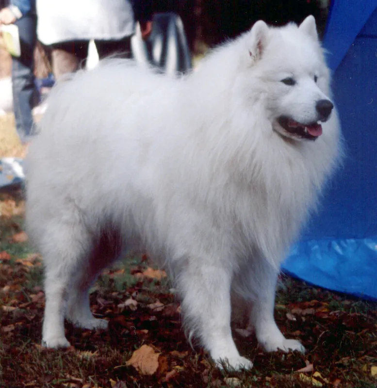 Samoyed - The Samoyed is a medium-sized, friendly breed known for its beautiful white coat and cheerful 'smile.' Originally bred for herding and sledding, they are energetic, intelligent, and make excellent family companions.
