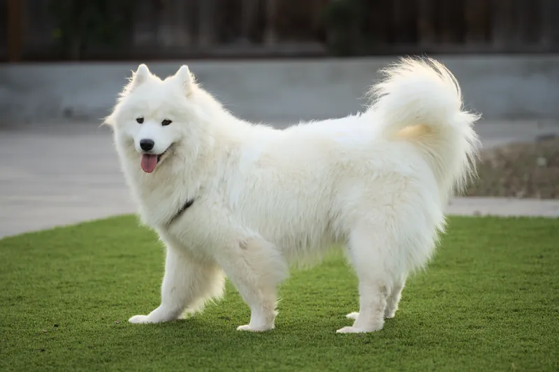Samoyed - Working breed known for being Affectionate and Friendly