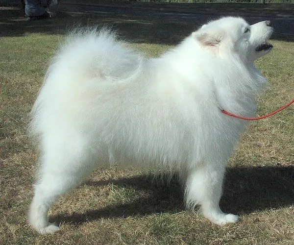 Samoyed side profile view