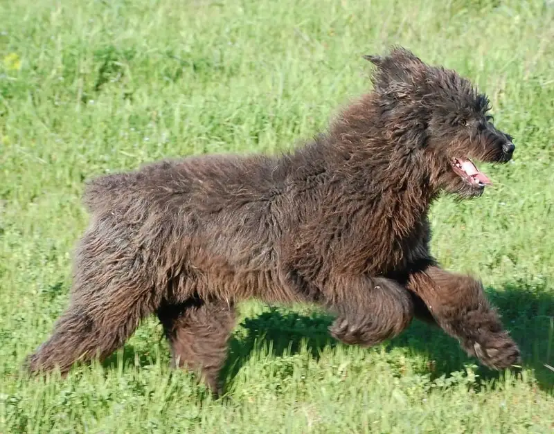 Sardinian Shepherd Dog, a 86% match to Bergamasco Shepherd