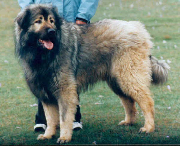 Sarplaninac - Dog breed similar to Karakachan