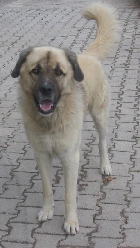 Sarplaninac photo thumbnail 4