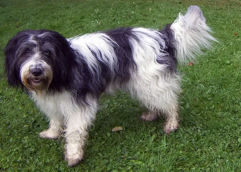 Schapendoes - Herding breed known for being Affectionate and Friendly