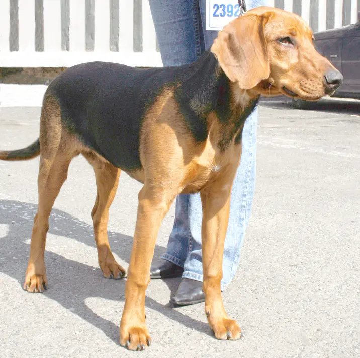 Schillerstovare - Dog breed similar to Dogo Cubano