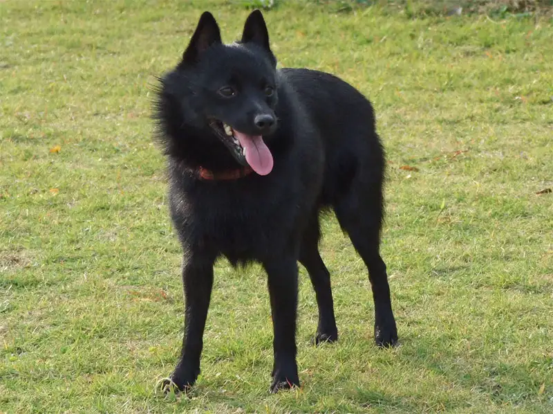 Schipperke - Non-Sporting breed known for being Bold and Curious