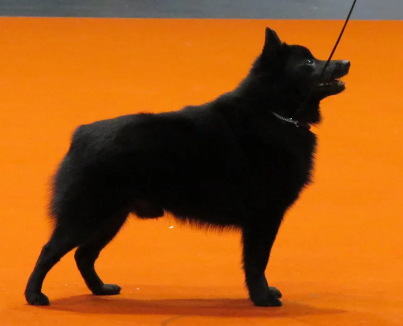Schipperke full body photo