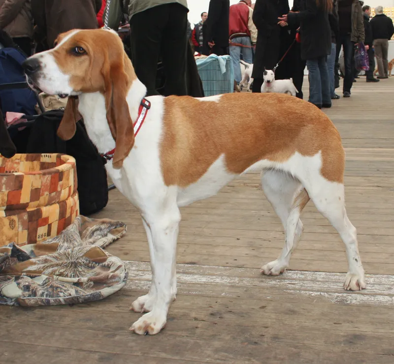 Schweizer Laufhund photo thumbnail 1