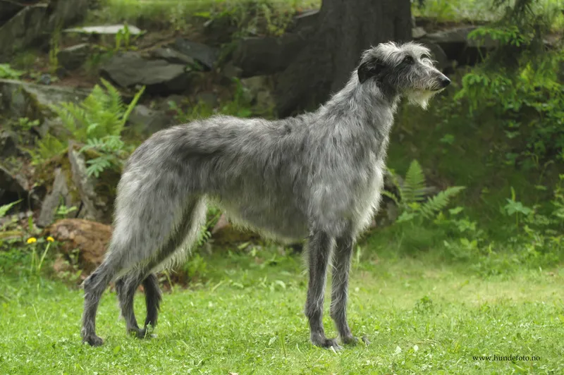 Scottish Deerhound thumbnail 1
