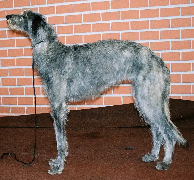 Scottish Deerhound side profile view