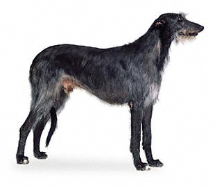 Scottish Deerhound full body photo