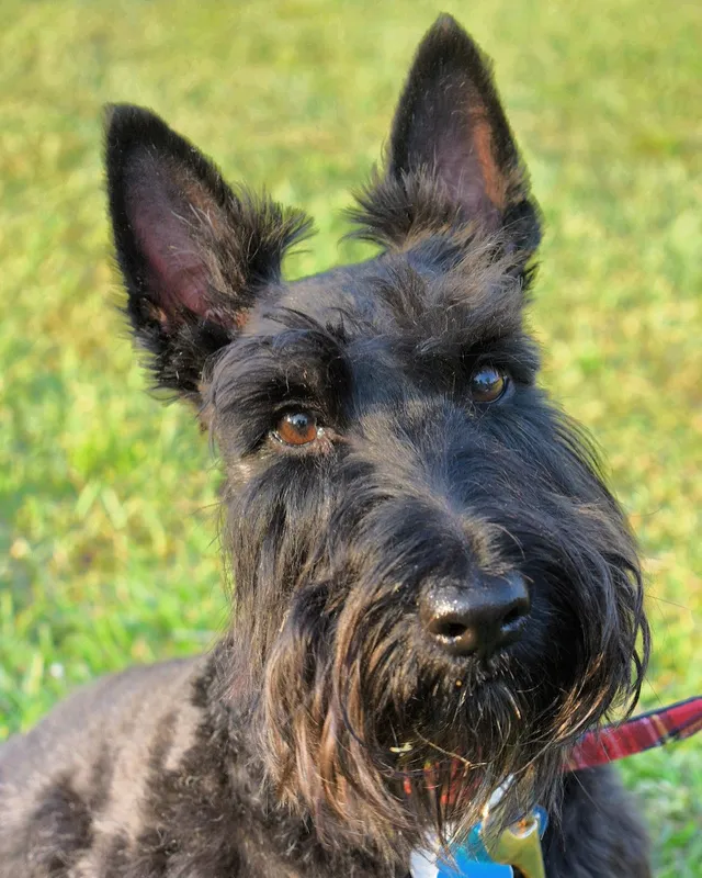 Scottish Terrier - Dog breed similar to Sealyham Terrier