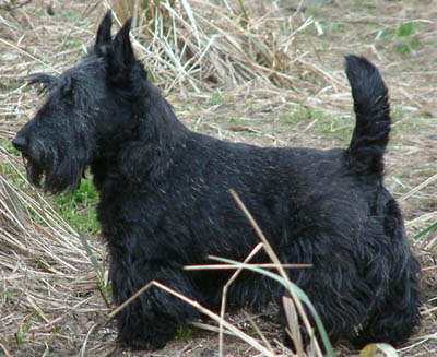 Scottish Terrier photo thumbnail 2