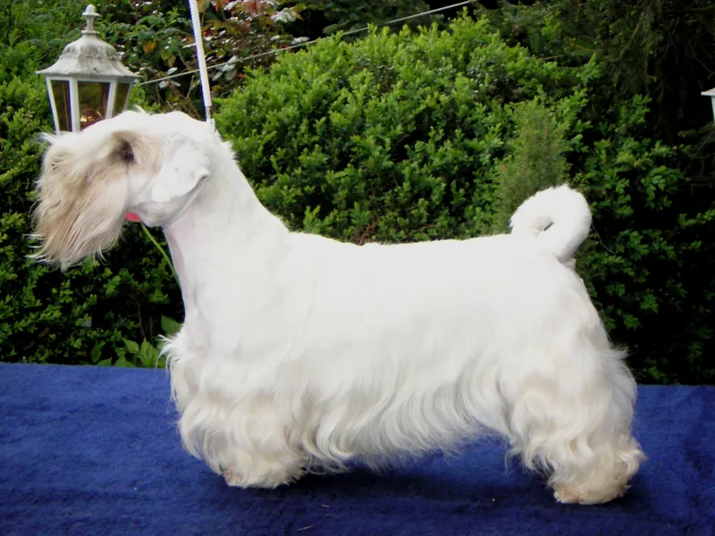 Sealyham Terrier photo thumbnail 2