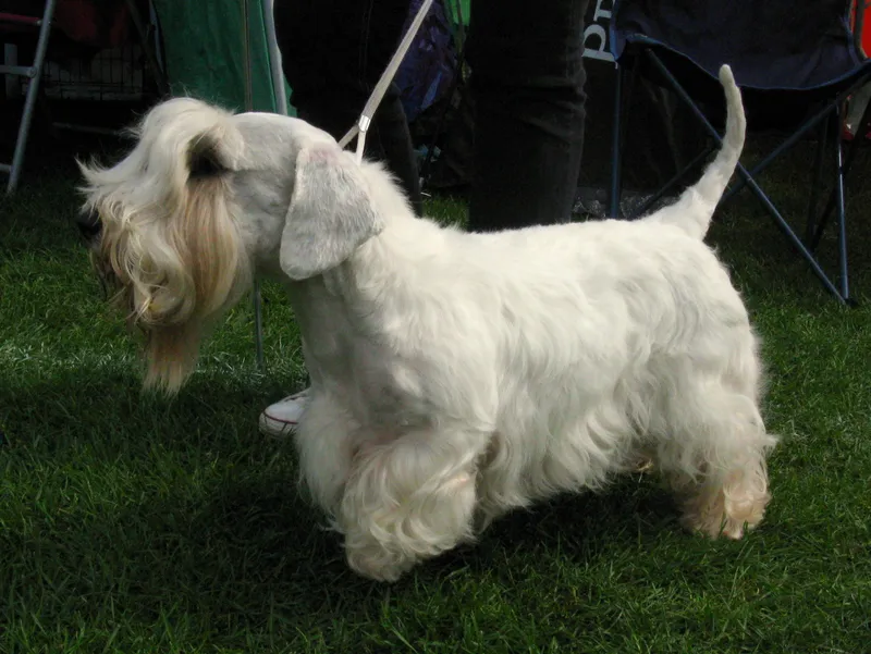 Sealyham Terrier - Image 2