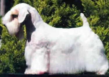 Sealyham Terrier photo thumbnail 4