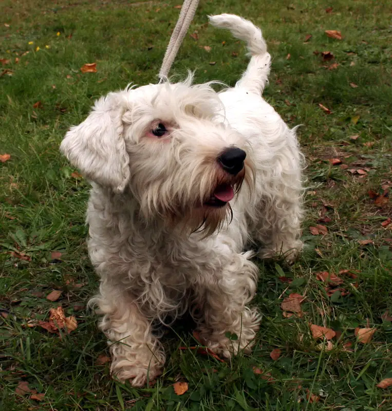 Sealyham Terrier in a natural setting