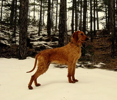 Segugio Italiano - Hound breed known for being Independent and Intelligent