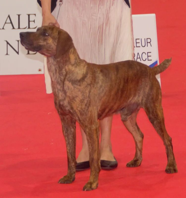 Segugio Maremmano - Dog breed similar to East Siberian Laika