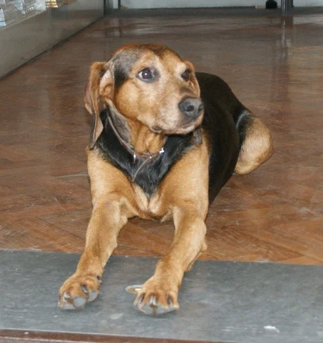 Segugio Maremmano - Image 2