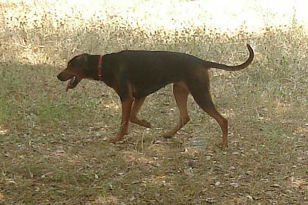 Serbian Hound - Dog breed similar to Talbot