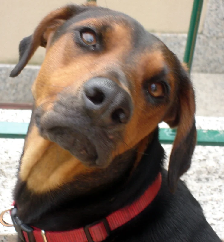 Serbian Hound photo thumbnail 2