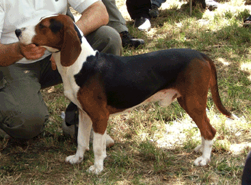 Serbian Tricolour Hound, a 90% match to Gonczy Polski