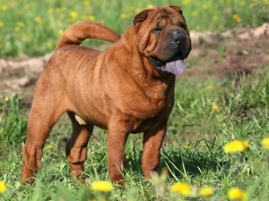 Shar Pei - Non-Sporting breed known for being Affectionate and Independent