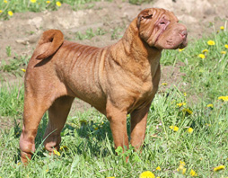 Shar Pei thumbnail 6