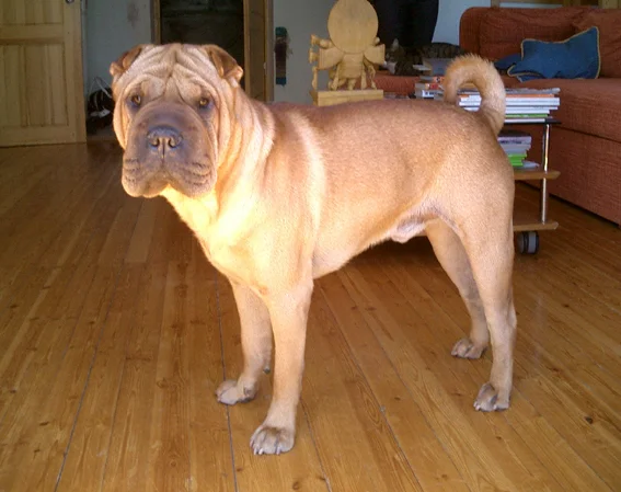 Shar Pei thumbnail 3