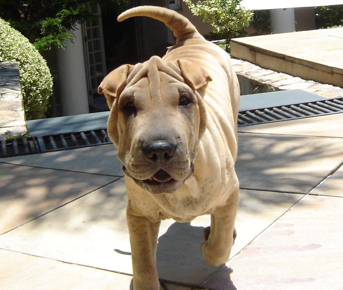 Shar Pei photo thumbnail 5