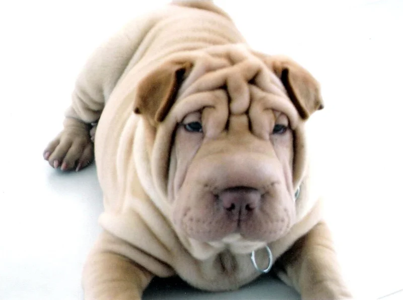 Shar Pei showing breed features