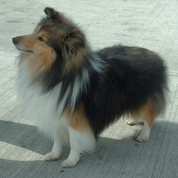 Shetland Sheepdog - Herding breed known for being Intelligent and Loyal