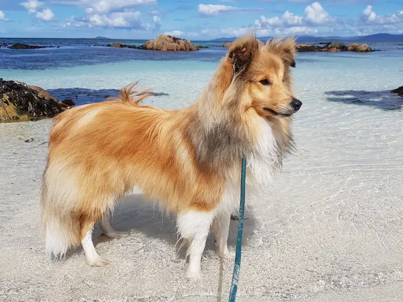 Shetland Sheepdog photo thumbnail 1