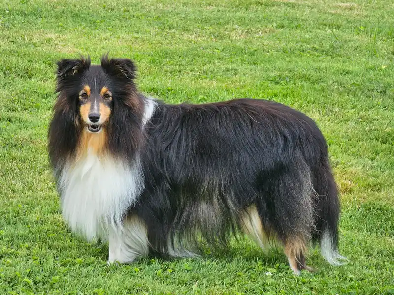 Shetland Sheepdog photo thumbnail 3
