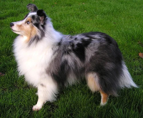 Shetland Sheepdog photo thumbnail 4