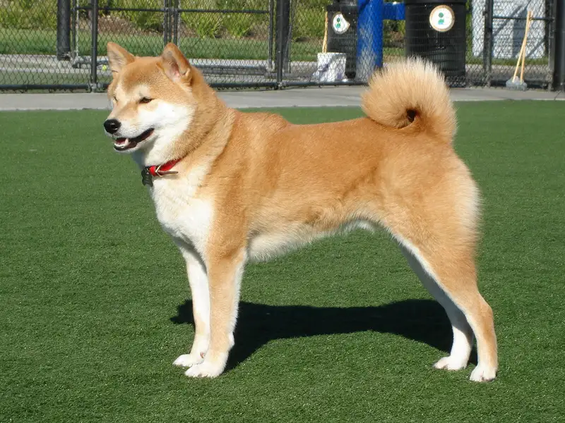 Shiba Inu, a 85% match to Istrian Coarse-haired Hound