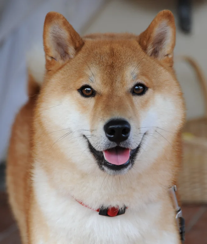 Shiba Inu - Image 3