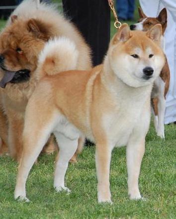Shiba Inu photo thumbnail 4