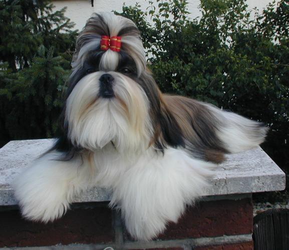 Shih Tzu full body photo