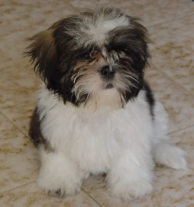 Shih Tzu close-up photo