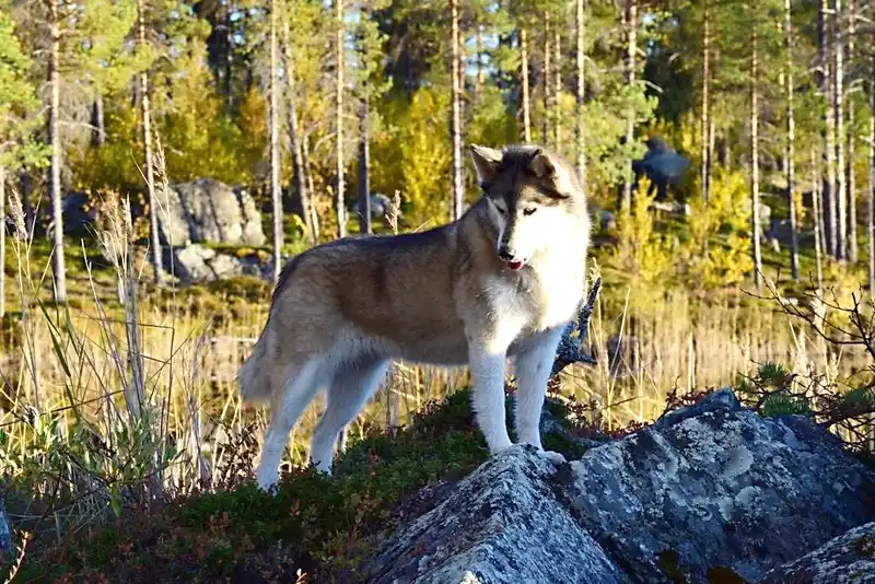Siberian Husky photo thumbnail 2