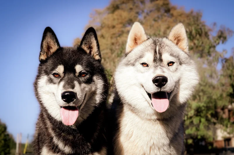 Featured breed of the day: Siberian Husky - beautiful portrait showing breed characteristics
