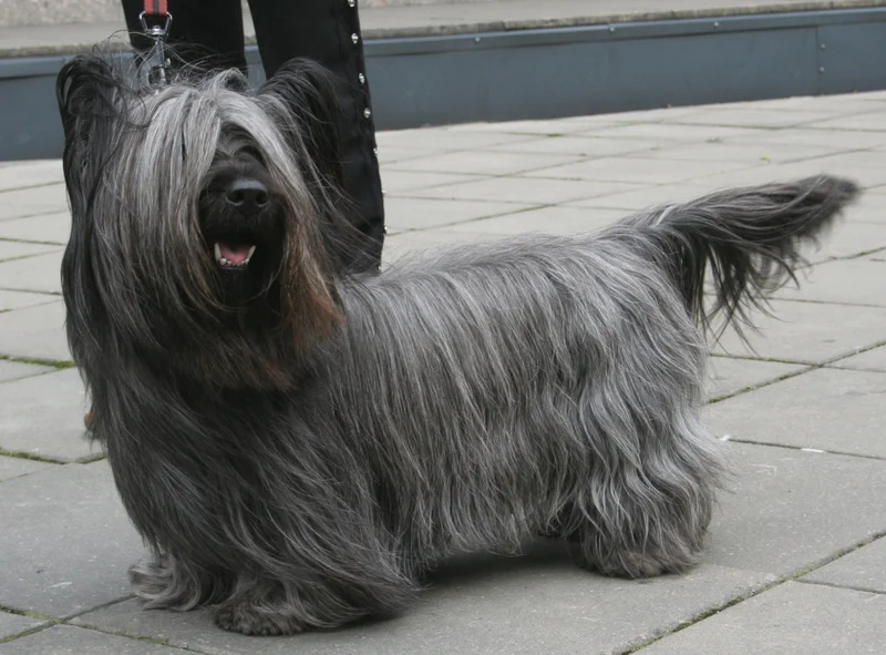 Skye Terrier photo thumbnail 1