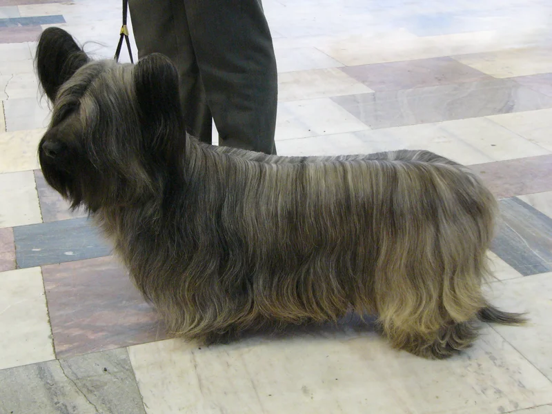 Skye Terrier side profile view