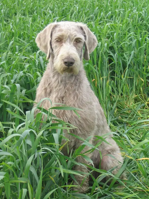 Slovak Rough-haired Pointer, a 90% match to Braque Dupuy