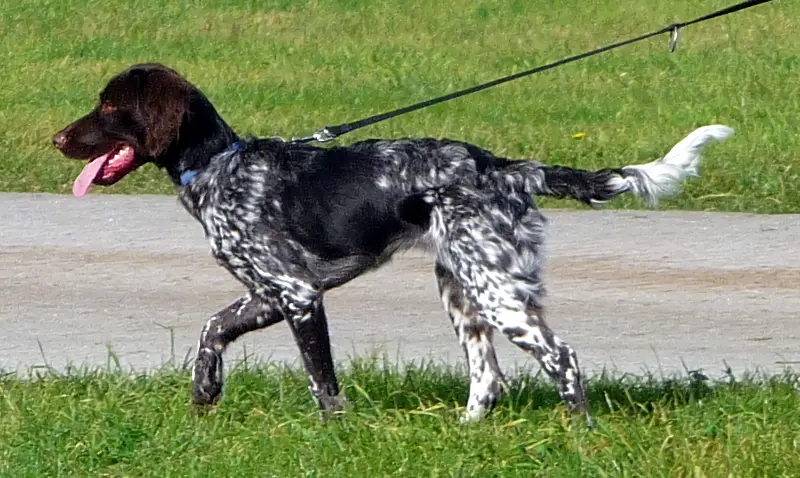Small Munsterlander - Gun Dog breed known for being Affectionate and Energetic