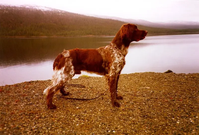 Small Munsterlander photo thumbnail 2